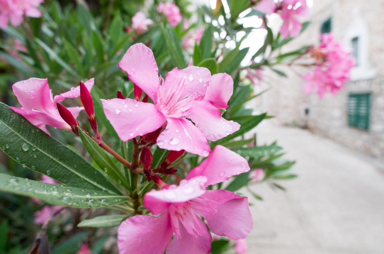 Milica Garden Apartment เปอร์วิช เชปูริเน ภายนอก รูปภาพ